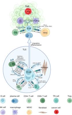 Impact of interaction networks of B cells with other cells on tumorigenesis, progression and response to immunotherapy of renal cell carcinoma: A review